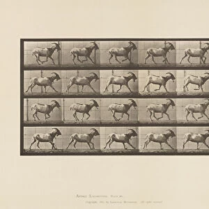 Plate 679. Goat; Galloping, 1885 (collotype on paper)