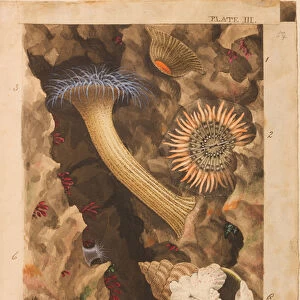 Plate III, study for Actinologia Britannica: A History of the British Sea Anemones