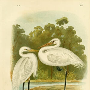 Herons Collection: Intermediate Egret