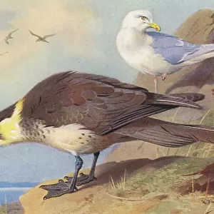 Laridae Collection: Iceland Gull