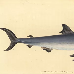 Porbeagle Shark