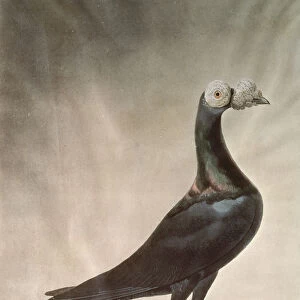 Portrait of a Carrier Pigeon (coloured engraving)