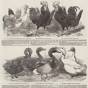 Ducks Collection: Buff Duck