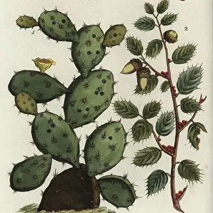 Hemiptera Collection: Cactus Scale