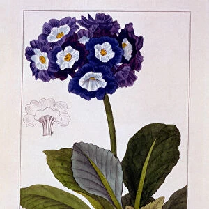 Primula auricula, 1836 (hand-coloured engraving)