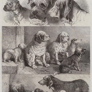 Prize Dogs from the Exhibition of Sporting and other Dogs held Last Week at Birmingham (engraving)
