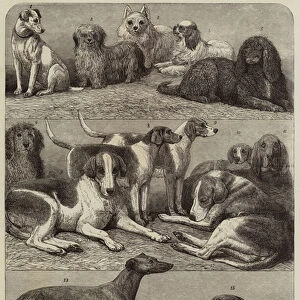 Prize Dogs of the Second International Dog Show at the Islington Agricultural Hall (engraving)
