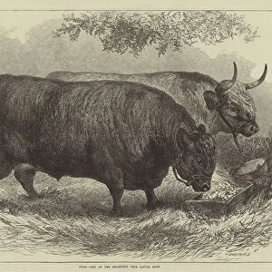 Prize Oxen at the Smithfield Club Cattle Show (engraving)