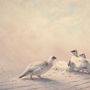 Ptarmigan, Winter, 1873 (w / c)