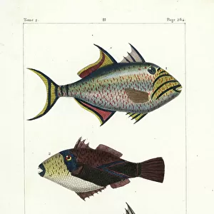 Fishes Collection: Q