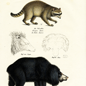 Raccoon, 1824 (colour litho)