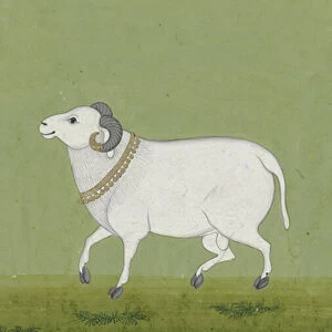 Ram with golden collar, 1700-99 (w / c on paper)