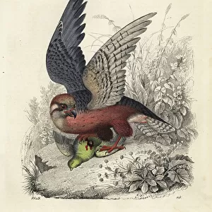 Accipitridae Collection: Barbary Falcon