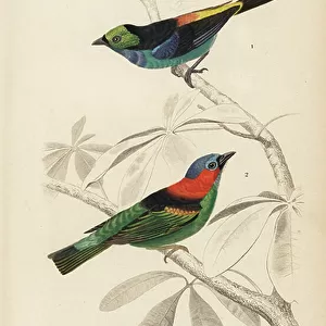 Tanagers Collection: Red Necked Tanager