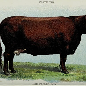 Red Polled Cow, from Biggle Cow Book by Jacob Biggle, 1898 (colour litho)