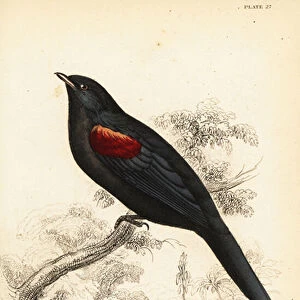 Red Shouldered Cuckooshrike