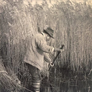 A Reed Cutter at Work, Life and Landscape on the Norfolk Broads, c. 1886 (photo)