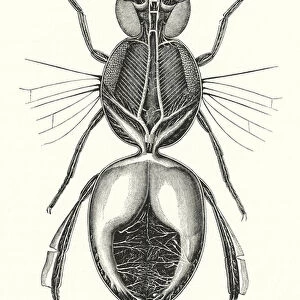 The Respiratory Apparatus of the Bee, Magnified (engraving)