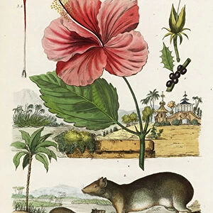 Rock cavy and Chinese hibiscus. 1824-1829 (engraving)