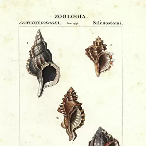 Mollusks Collection: Murex