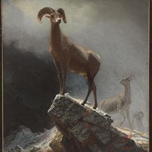 Rocky Mountain Sheep or Big Horn, Ovis, Montana, c. 1884 (oil on canvas tacked over panel)