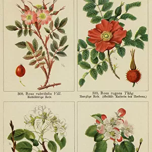 Rosa Rubrifolia, Rosa Rugosa, Pirus Communis, Pirus Malus (colour litho)