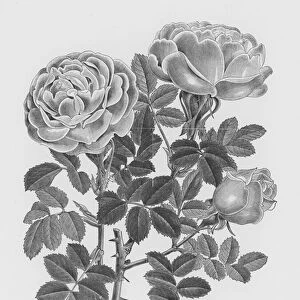 The Rose Garden: Persian Yellow, Briar (engraving)