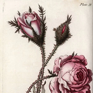 Rose, rose flower hundred leaves. Coloured copper engraving, illustration by Sydenham Edwards (1768-1819) for Conferences of Botanical, Botanical Garden of Lambeth (England), 1805, by William Curtis (1746-1799). Rose, Rosa centifolia