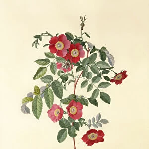 Rose: without thorns (Royal Virgin Rose)