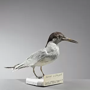 Laridae Collection: Roseate Tern