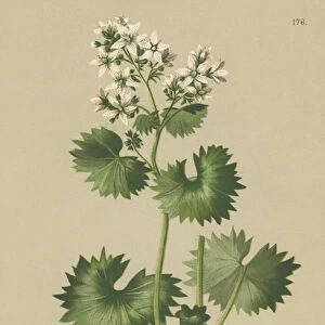 Round-leaved Saxifrage (Saxifraga rotundifolia) (colour litho)