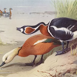 Geese Collection: Red Breasted Goose
