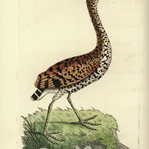 Herons Collection: Rufescent Tiger Heron