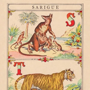 S T: Sarigue - Tiger