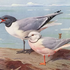 Charadriiformes Collection: Sabines Gull