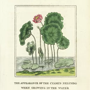 Sacred lotus flower, Nelumbo nucifera, in the water. Handcoloured copperplate engraving after an illustration by Richard Duppa from his The Clours and Orders of the Linnaean System of Botany, Longman, Hurst, London, 1816