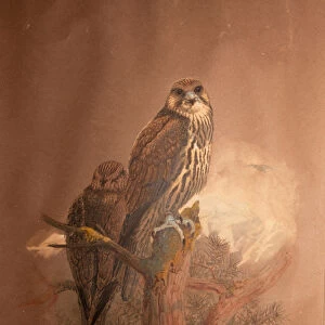Saker Falcon (Falco sacer), 1856-67 (w / c on paper)