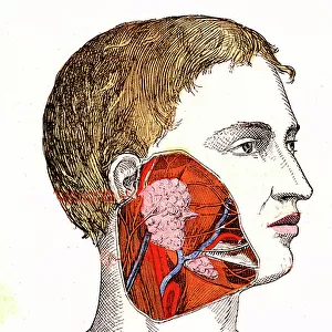 Salivary glands (J. Rengade's normal life and health) - The mouth and saliva. Drawing A. Demarle 1881