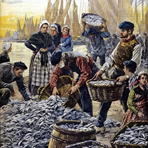 Sardine fishing in Brittany in 1903 illustration by Achille Beltrame