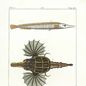 S Collection: Sargassum Fish