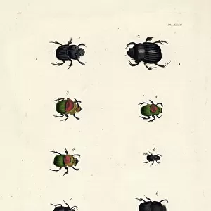 Beetles Collection: Black Dung Beetle