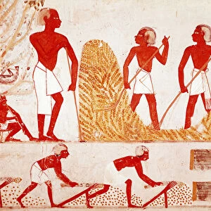 Scene of harvest in Ancient Egypt (Fresco, 1400 BC-1390 BC)