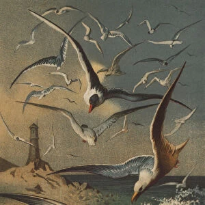 Seagulls (chromolitho)