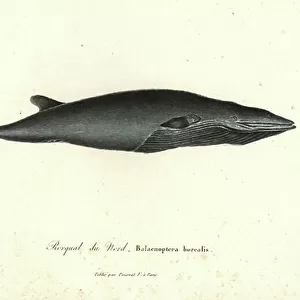 Balaenopteridae Collection: Sei Whale