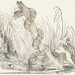 Serpent, 1850 (engraving)