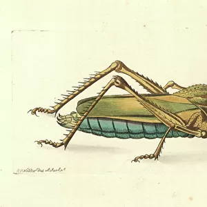 Grasshoppers Collection: Lubber Grasshopper
