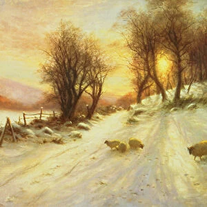 Sheep in Winter Snow (oil on canvas)