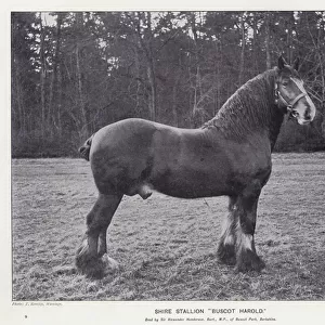 Shire Stallion "Buscot Harold"(litho)