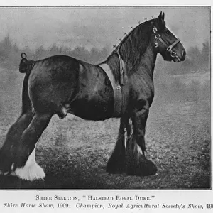 Shire Stallion, Halstead Royal Duke, Champion, Shire Horse Show, 1909, Champion, Royal Agricultural Societys Show, 1908 (b / w photo)