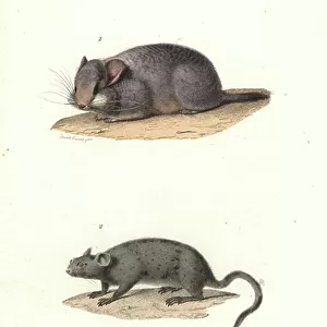 Chinchillidae Collection: Short-tailed Chinchilla